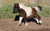 Black Buckskin Pinto Miniature Filly on HorseYard.com.au (thumbnail)