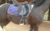 Wintec Lite All Purpose Saddle on HorseYard.com.au (thumbnail)