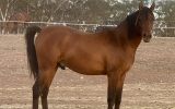 Arabian riding pony colt 19 mths old on HorseYard.com.au (thumbnail)
