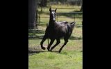 Stunning Black/Brown Yearling Gelding on HorseYard.com.au (thumbnail)