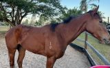 Off the track Mare 5 year old on HorseYard.com.au (thumbnail)