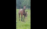 Lovely little mare on HorseYard.com.au (thumbnail)