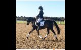 Eligible Newcomer on HorseYard.com.au (thumbnail)