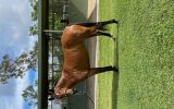 Handy Little Mare for Sale on HorseYard.com.au (thumbnail)