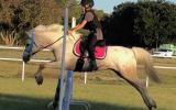 Pretty Welsh Pony on HorseYard.com.au (thumbnail)