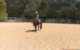 Registered 4yo Stock Horse Gelding on HorseYard.com.au (thumbnail)