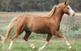 Welsh project pony  on HorseYard.com.au (thumbnail)