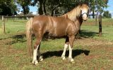 Welsh project pony  on HorseYard.com.au (thumbnail)