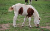 Chestnut Tovero Miniature Horse Colt on HorseYard.com.au (thumbnail)
