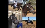 Eligible Newcomer on HorseYard.com.au (thumbnail)