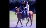 SUPER QUIET RED QH GELDING +VIDEO+ on HorseYard.com.au (thumbnail)