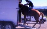 SUPER QUIET RED QH GELDING +VIDEO+ on HorseYard.com.au (thumbnail)