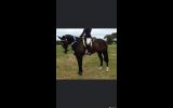 One in a million all-rounder on HorseYard.com.au (thumbnail)