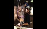 Low Competitive or Trail Riding Mount  on HorseYard.com.au (thumbnail)