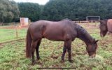 OTT horse for sale on HorseYard.com.au (thumbnail)