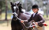 Welsh Cob Broodmare  on HorseYard.com.au (thumbnail)