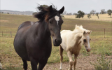 Welsh Cob Broodmare  on HorseYard.com.au (thumbnail)