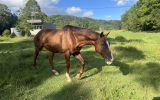 15 hh thoroughbred Geilding 11yrs old Chestnut with white markings on HorseYard.com.au (thumbnail)