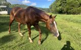 15 hh thoroughbred Geilding 11yrs old Chestnut with white markings on HorseYard.com.au (thumbnail)