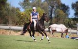 POLOCROSSE HORSE  - REGRETFUL SALE on HorseYard.com.au (thumbnail)