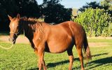 Registered ASH Mare PTIF on HorseYard.com.au (thumbnail)