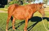 Registered ASH Mare PTIF on HorseYard.com.au (thumbnail)