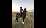 Pretty mare on HorseYard.com.au (thumbnail)