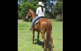 Dead Quiet Red Pure QH Gelding + VIDEO+ on HorseYard.com.au (thumbnail)