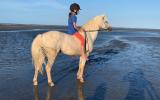 Pretty Welsh Pony on HorseYard.com.au (thumbnail)
