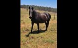 Stock Horse mare on HorseYard.com.au (thumbnail)