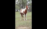 Expressions of Interest on HorseYard.com.au (thumbnail)