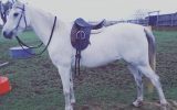 STUNNING PART BRED ARABIAN  on HorseYard.com.au (thumbnail)