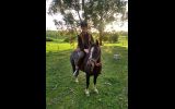 Australian Riding Pony Potential Plus on HorseYard.com.au (thumbnail)