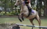 Buckskin QH mare on HorseYard.com.au (thumbnail)