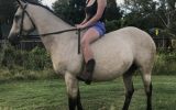 Buckskin QH mare on HorseYard.com.au (thumbnail)