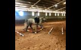 Pretty All Rounder, Quarterhorse x Arabian on HorseYard.com.au (thumbnail)