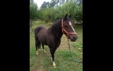 Australian Riding Pony Potential Plus on HorseYard.com.au (thumbnail)
