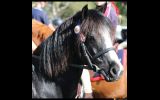 Childs Pony for Sale.  on HorseYard.com.au (thumbnail)