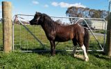 Miniature Horse Stallion on HorseYard.com.au (thumbnail)