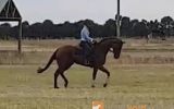 QUALITY MARE on HorseYard.com.au (thumbnail)