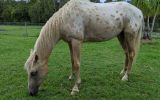 Palomino Appaloosa gelding on HorseYard.com.au (thumbnail)