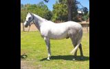 Pretty All Rounder, Quarterhorse x Arabian on HorseYard.com.au (thumbnail)