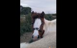 Weanling Filly on HorseYard.com.au (thumbnail)