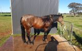 Woodstock Sergeant - Stunning Australian Sock Horse Gelding 11yo Buckskin - Joey on HorseYard.com.au (thumbnail)