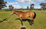 Woodstock Sergeant - Stunning Australian Sock Horse Gelding 11yo Buckskin - Joey on HorseYard.com.au (thumbnail)