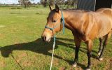 Woodstock Sergeant - Stunning Australian Sock Horse Gelding 11yo Buckskin - Joey on HorseYard.com.au (thumbnail)