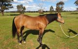 Woodstock Sergeant - Stunning Australian Stock Horse Gelding 11yo Buckskin - Joey on HorseYard.com.au (thumbnail)