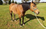 Woodstock Sergeant - Stunning Australian Sock Horse Gelding 11yo Buckskin - Joey on HorseYard.com.au (thumbnail)