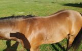 Woodstock Sergeant - Stunning Australian Sock Horse Gelding 11yo Buckskin - Joey on HorseYard.com.au (thumbnail)