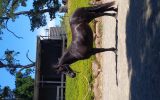 Friesian X Mare  on HorseYard.com.au (thumbnail)